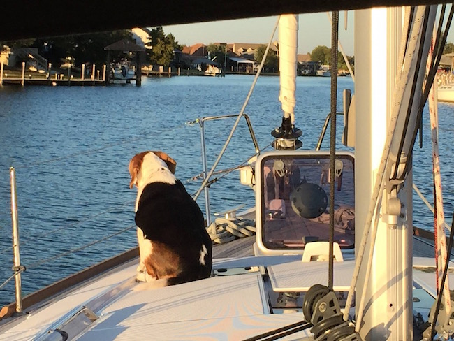/img/beagle.jpg