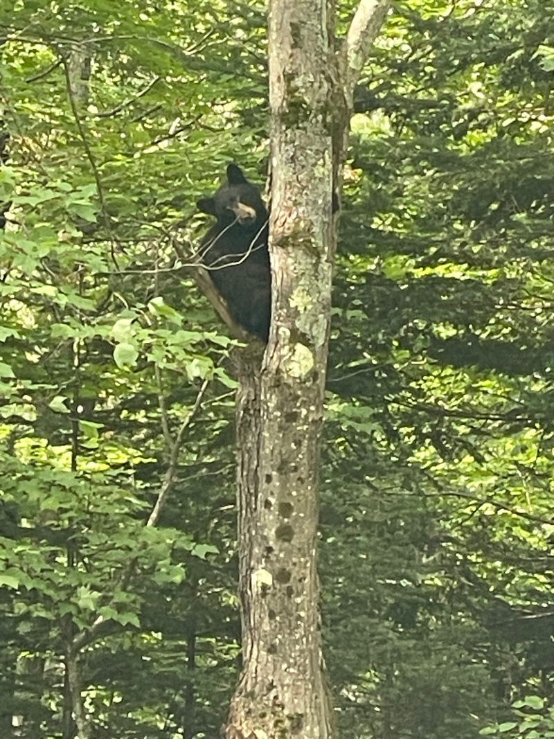 /img/bear.jpg