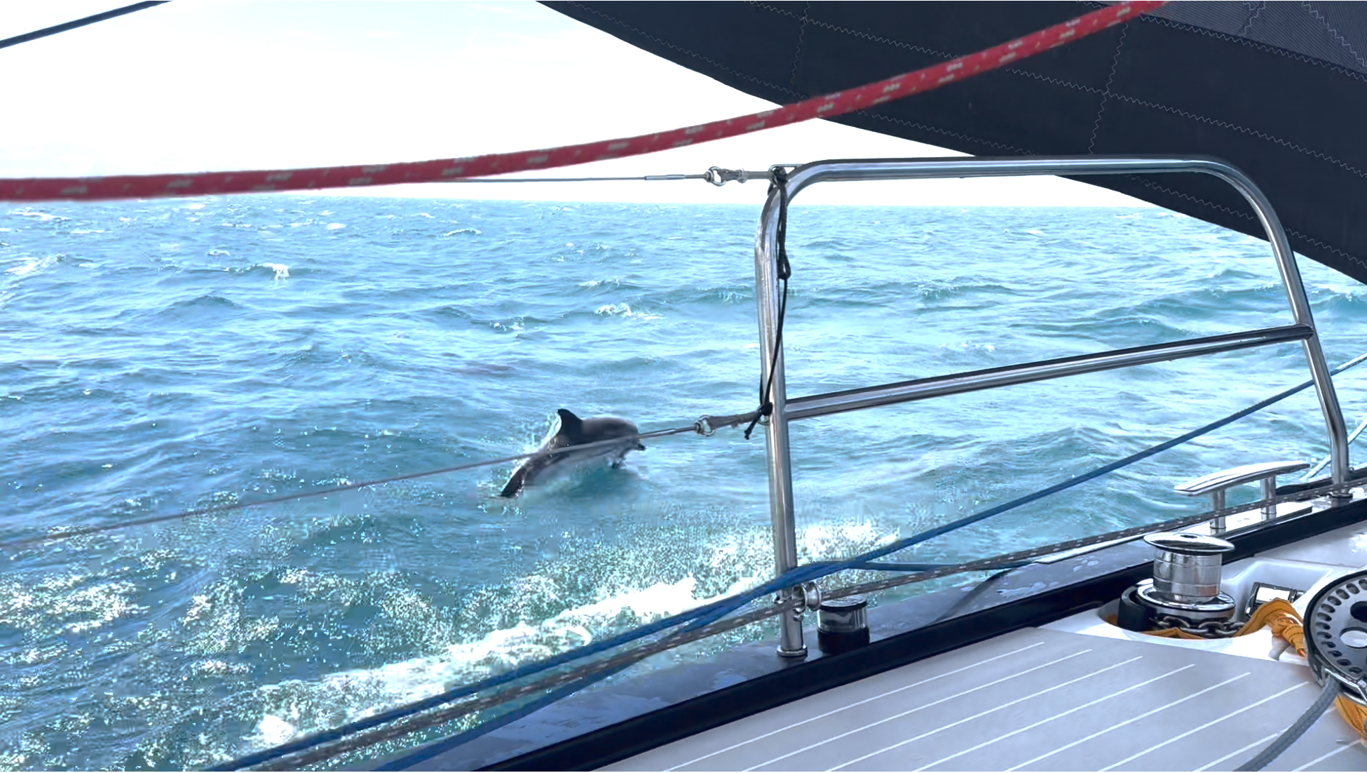 /img/bigtrip/dolphin.jpg