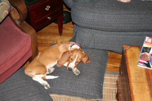 /img/blossom-pillow.jpg