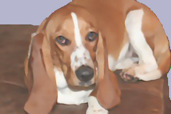 /img/blossom_sad_washed.jpg