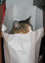/img/catbag.jpg
