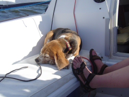 /img/daisy-sailing.jpg