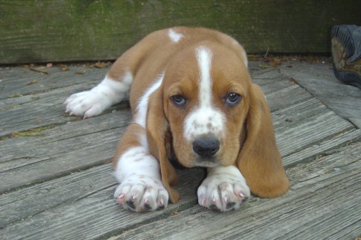 /img/gal/017%20-%20New%20Animals%20-%20Spring%202006/data/normal.jpg