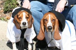 /img/gal/029%20-%20Dog%20Parade%202007/data/normal.jpg