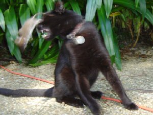 /img/gatsbymouse.jpg