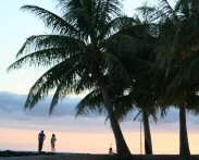 /img/hawaii-tree.jpg