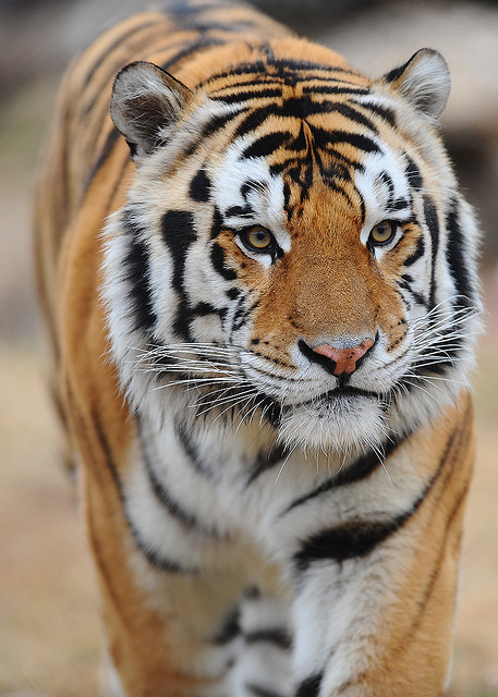 /img/mikethetiger1.jpg