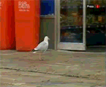 /img/seagull.gif